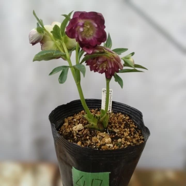 加藤農園。ヘレボルス苗 2本立て。 濃いピンク色の花 。開花株。 No47
