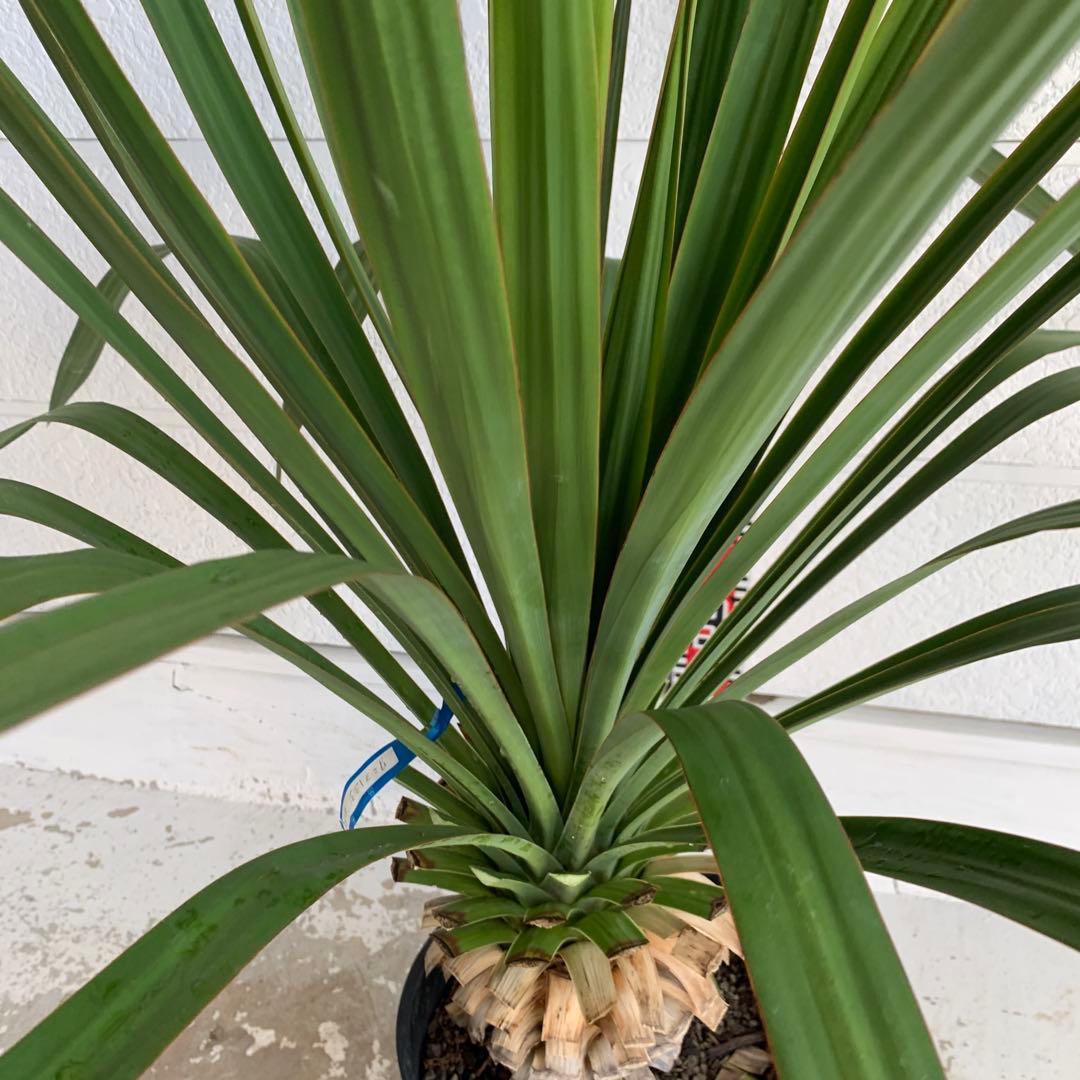 ユッカ　レクルビフォリア　ペンデュラ　ポット　33