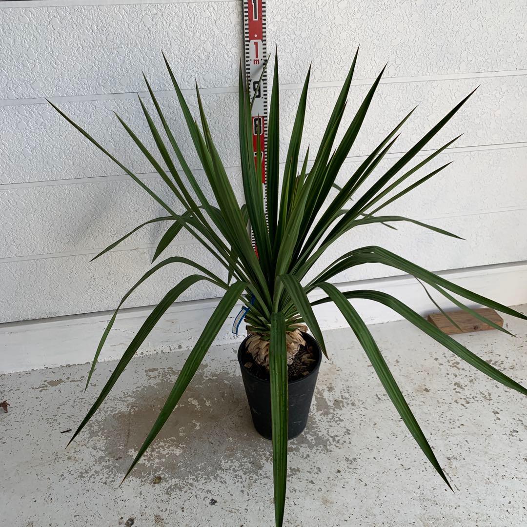 ユッカ　レクルビフォリア　ペンデュラ　ポット　33