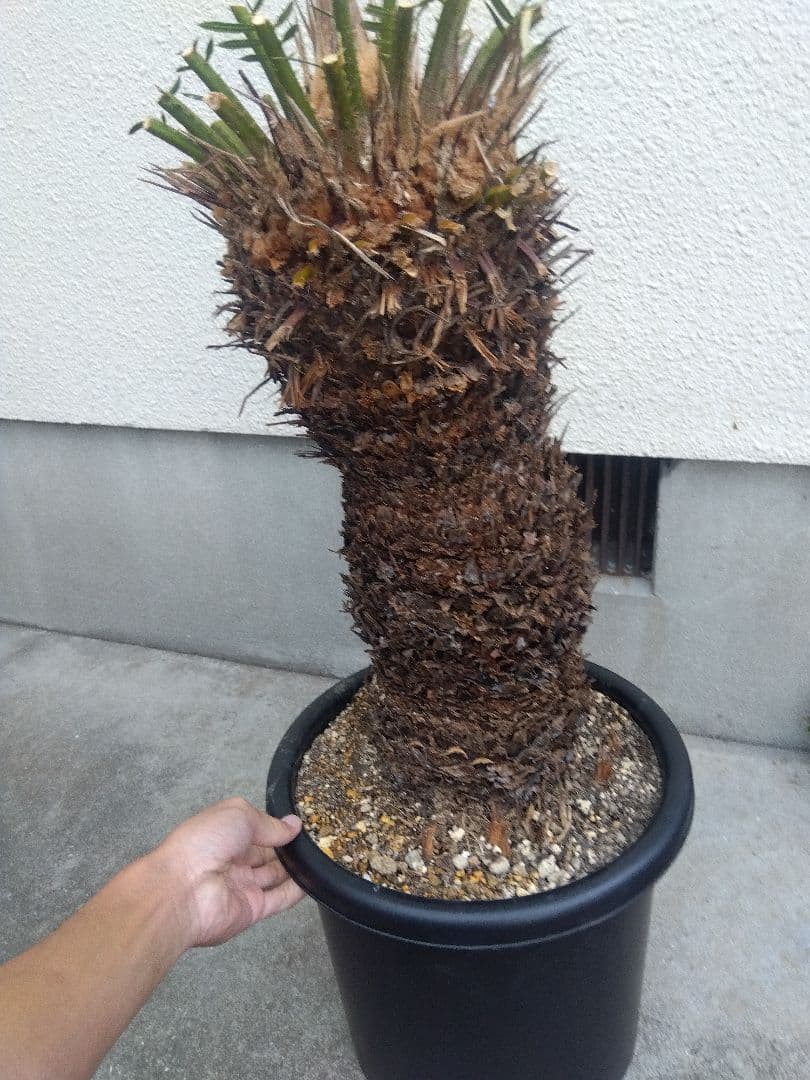 ソテツ　幹太株　⑤