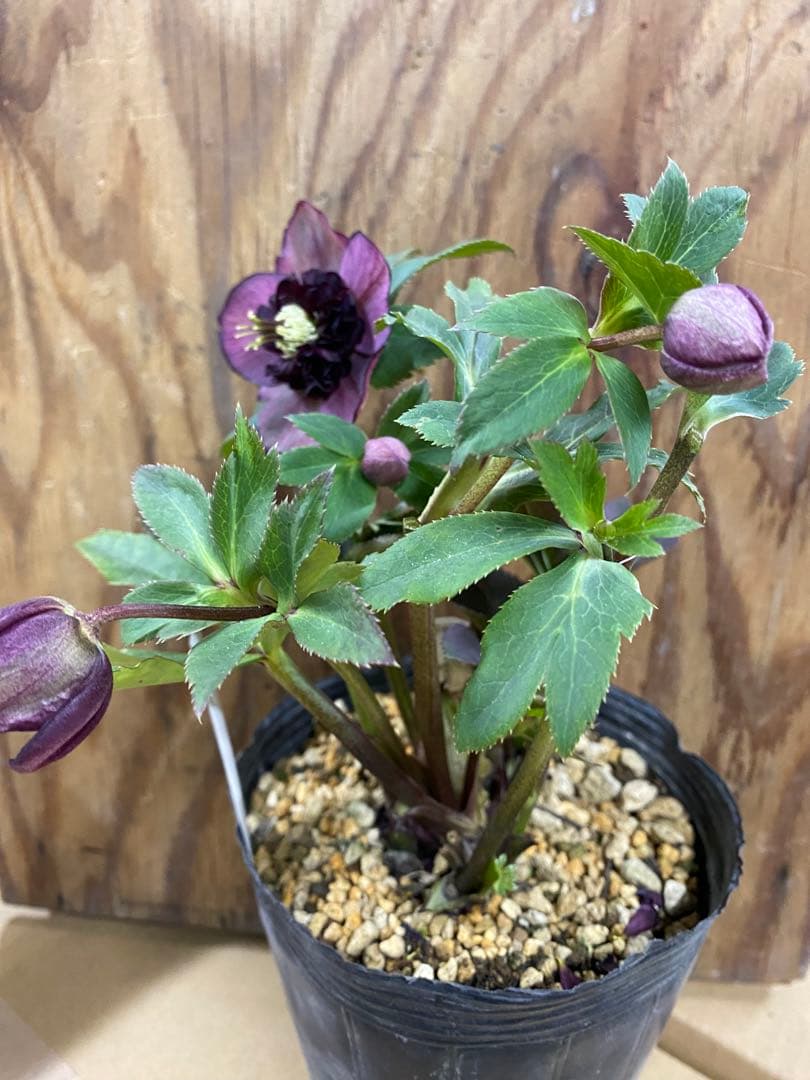 A*️様 アンティークモーリー　加藤農園