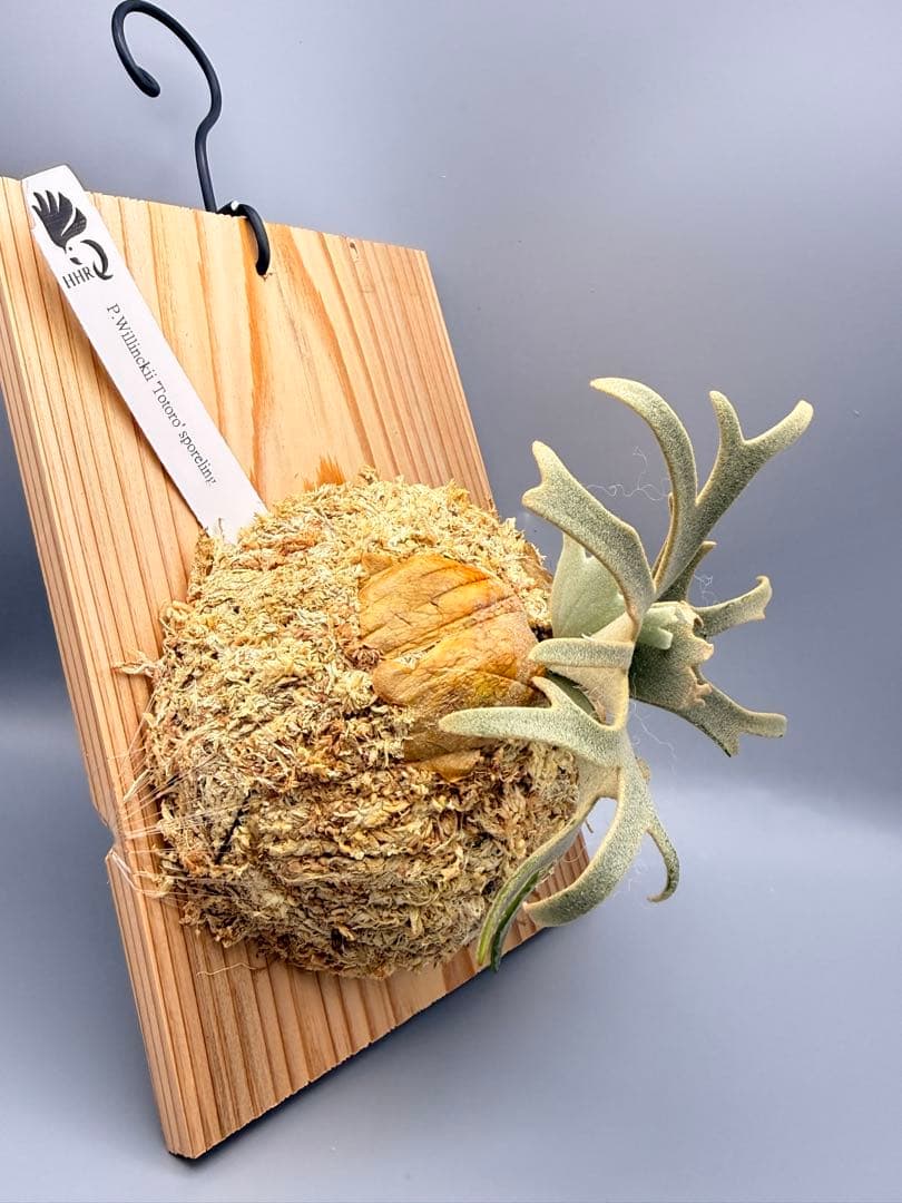 ビカクシダP.willinckii Totoro spore YMDS