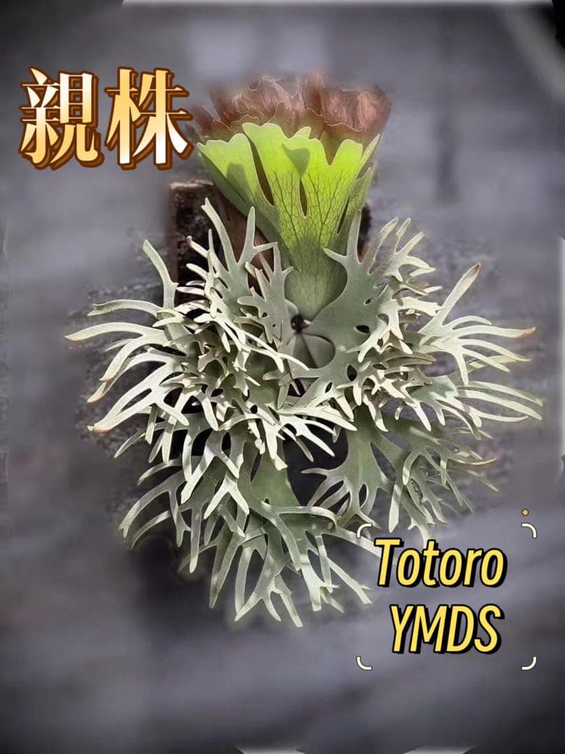 ビカクシダP.willinckii Totoro spore YMDS