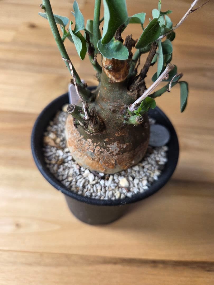 アデニアスピノーサ