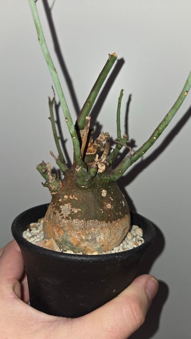 アデニアスピノーサ