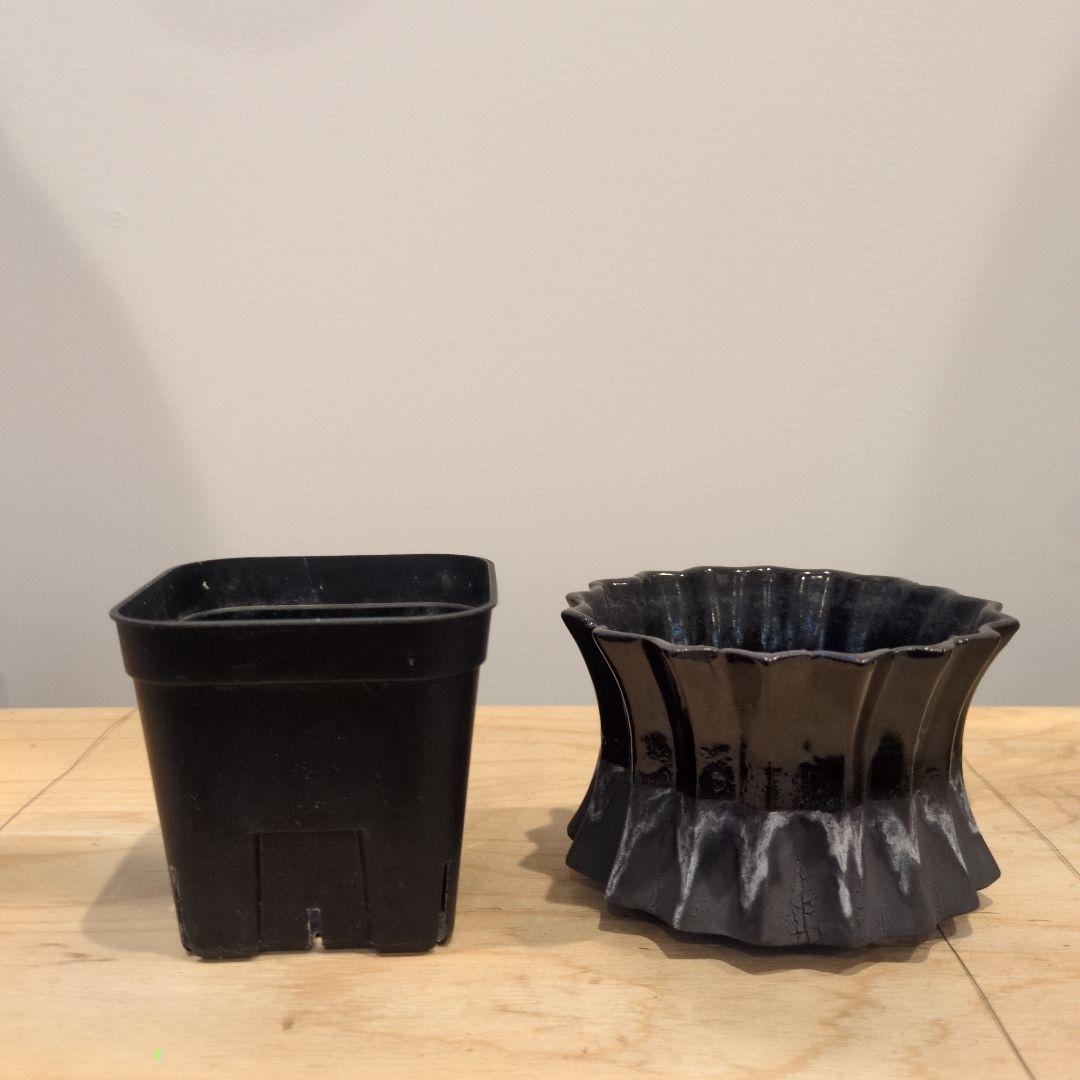 作家鉢まとめ売り