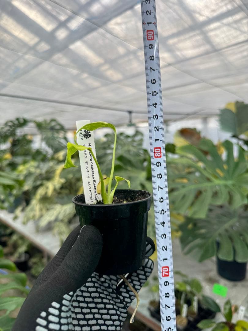 2 モンステラ　エレクトロライト　組織培養苗　順化済