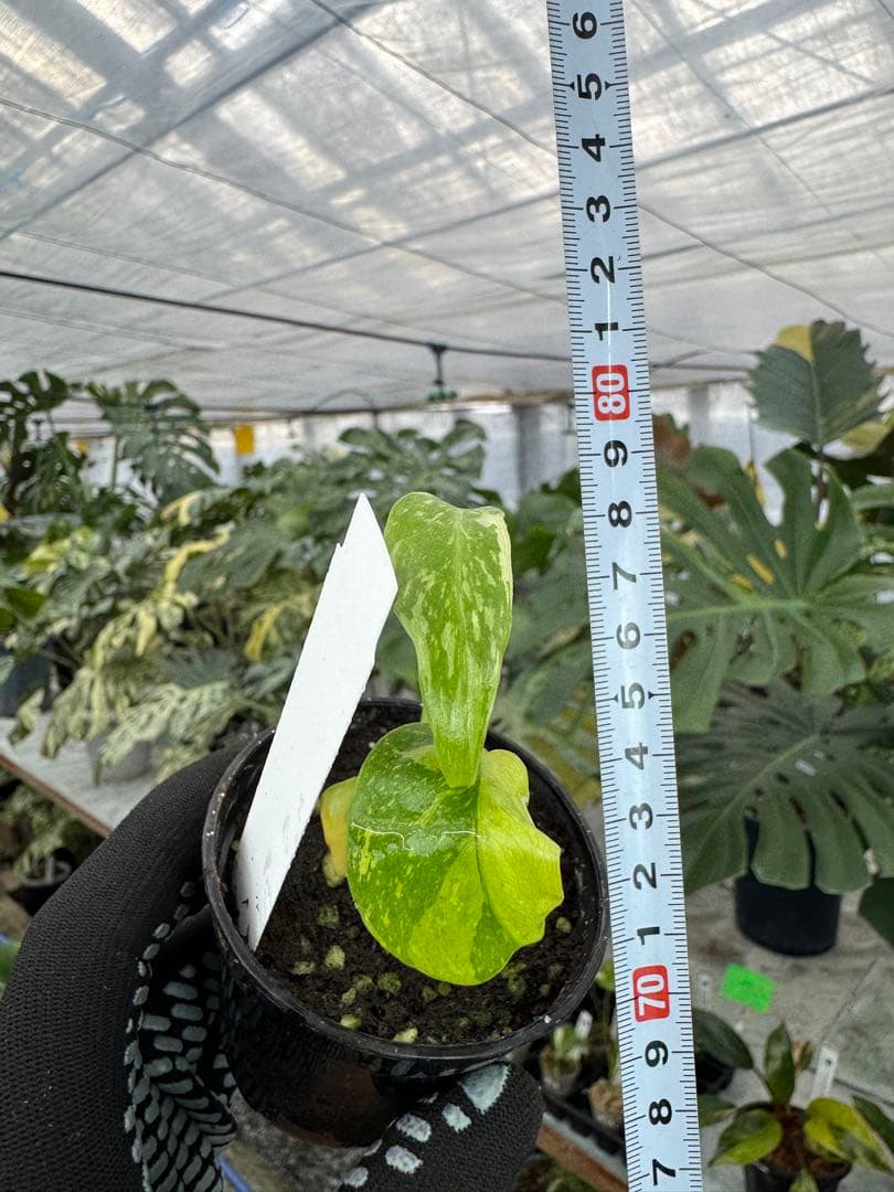 2 モンステラ　エレクトロライト　組織培養苗　順化済