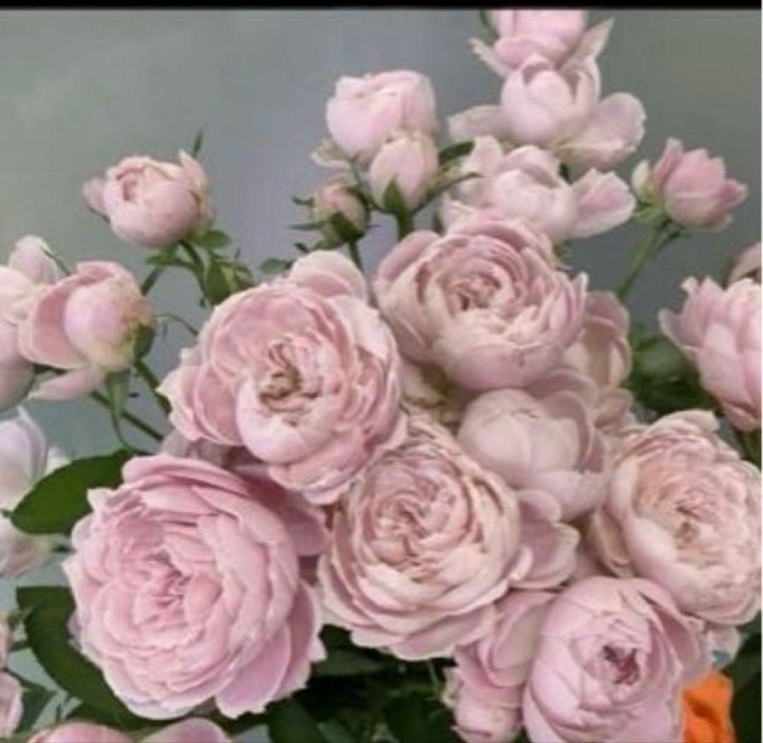 レア‼️切り花品種 薔薇