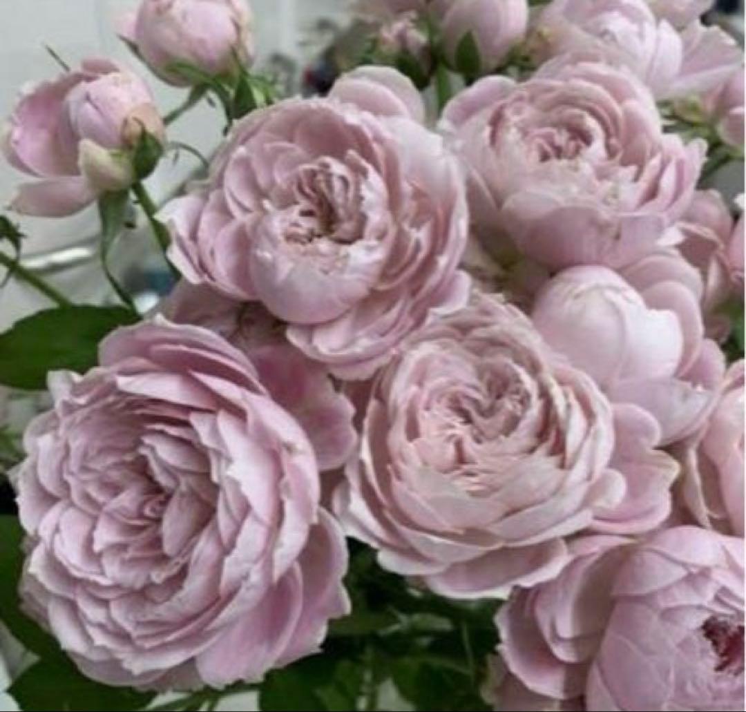 レア‼️切り花品種 薔薇