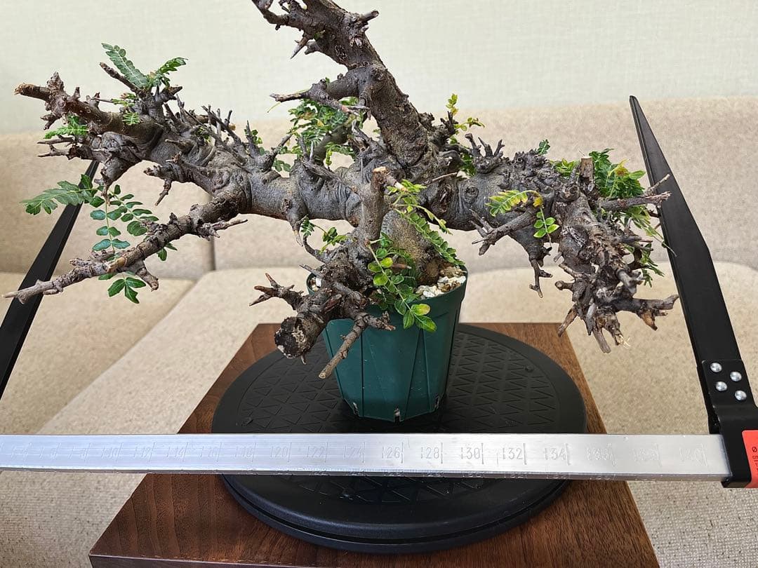 ボスウェリア ネグレクタ ブラックスキン 大株 低重心