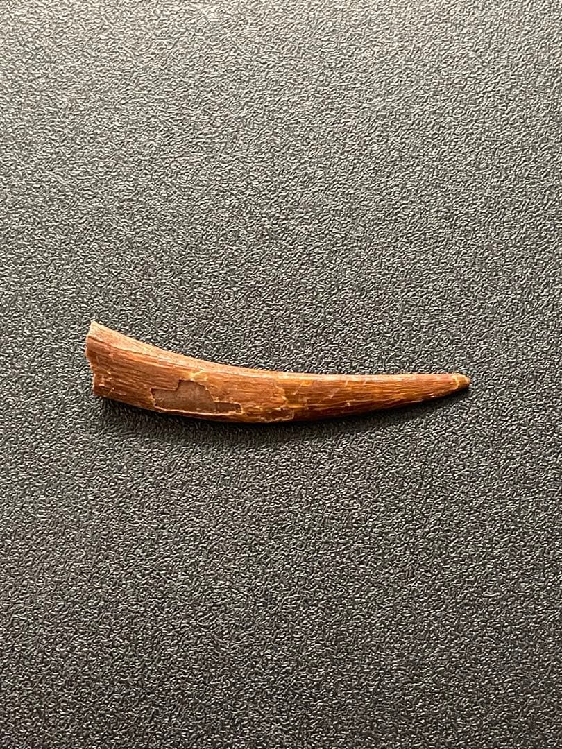 翼竜の歯　化石