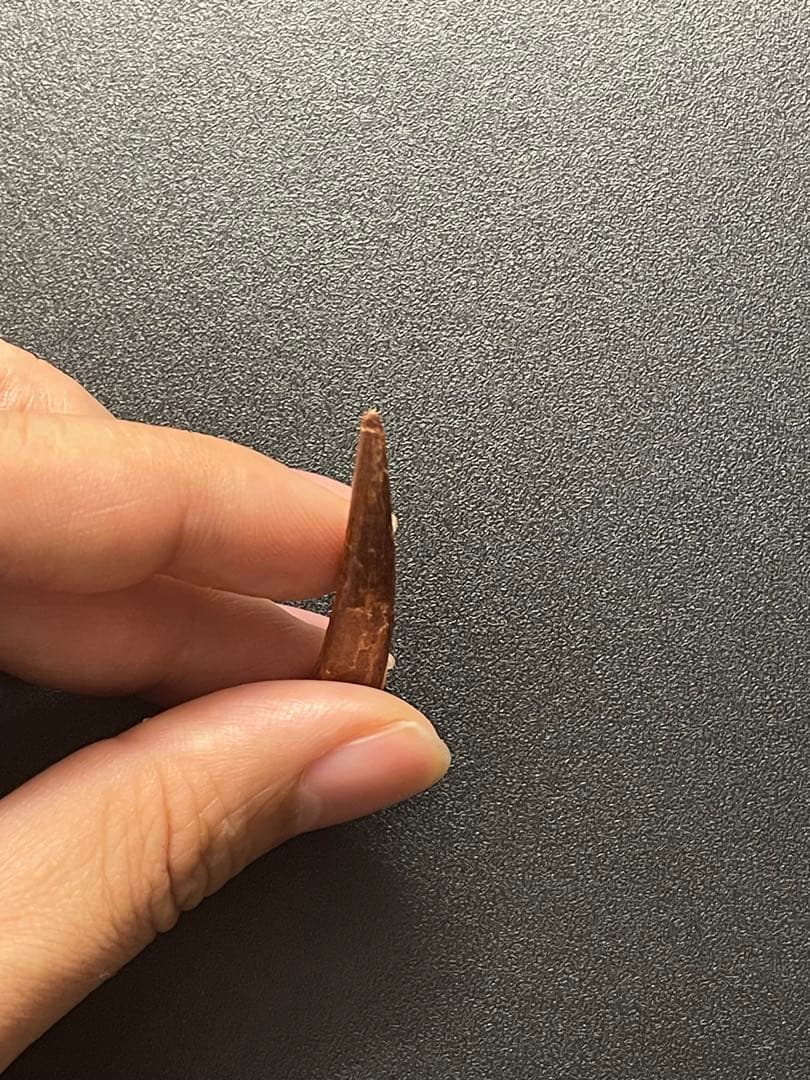 翼竜の歯　化石