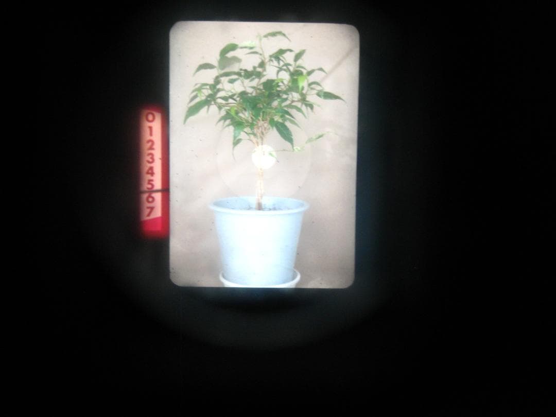 フィルムカメラ OLYMPUS PEN FT F.Zuiko Auto-S 38mm F1.8