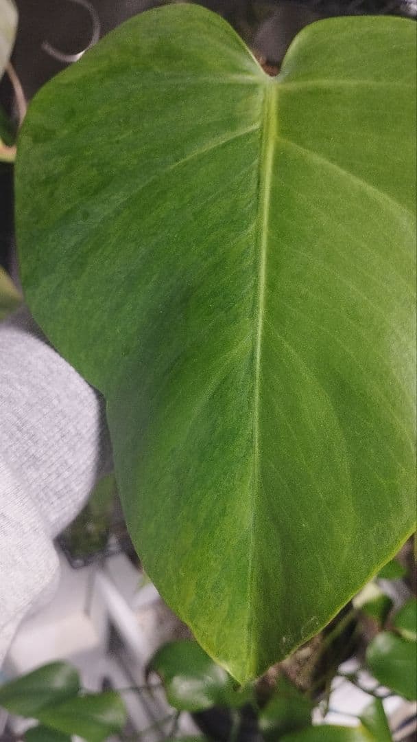 モンステラ　グリーンオングリーン　グリーンゴースト　1点のみ