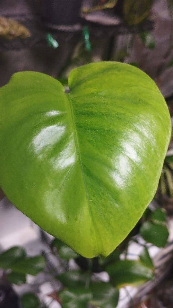 モンステラ　グリーンオングリーン　グリーンゴースト　1点のみ