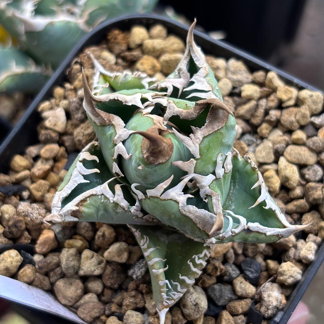 アガベ　CJspecial　CJスペシャル　子株