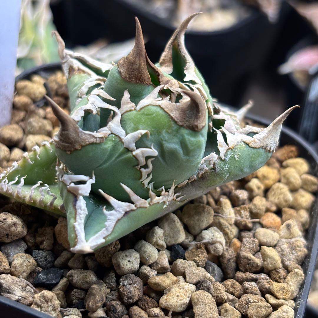 アガベ　CJspecial　CJスペシャル　子株