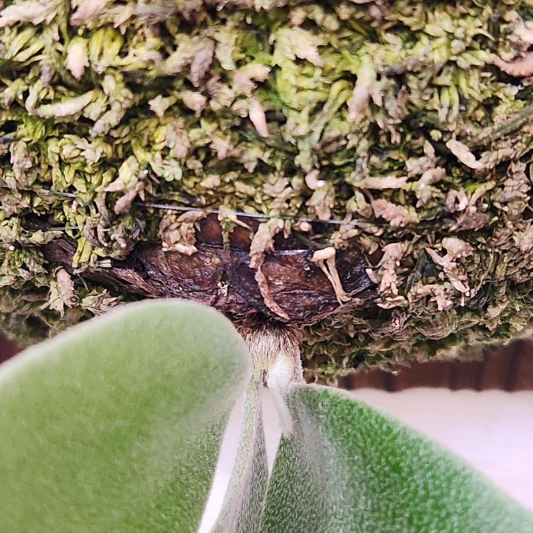 フーンシキOC子株　P.FoongSiQi　ビカクシダ 株分け品子株 オリジナル