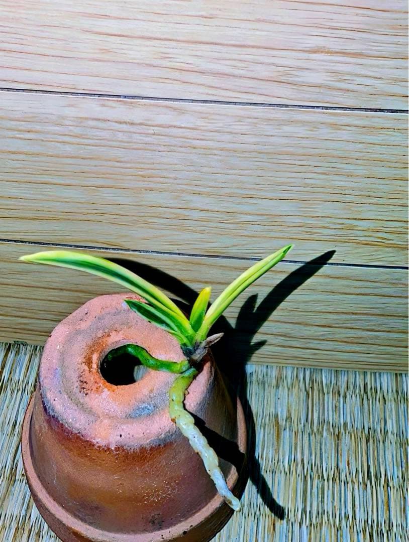 富貴蘭「金閣」若木割子