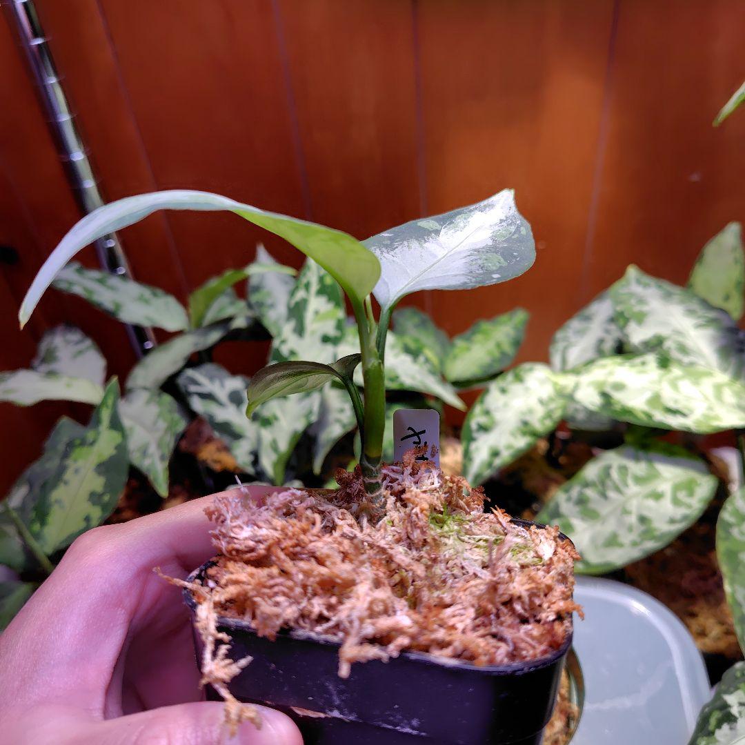 夢PLANTS　柳緑花紅　ラプラス