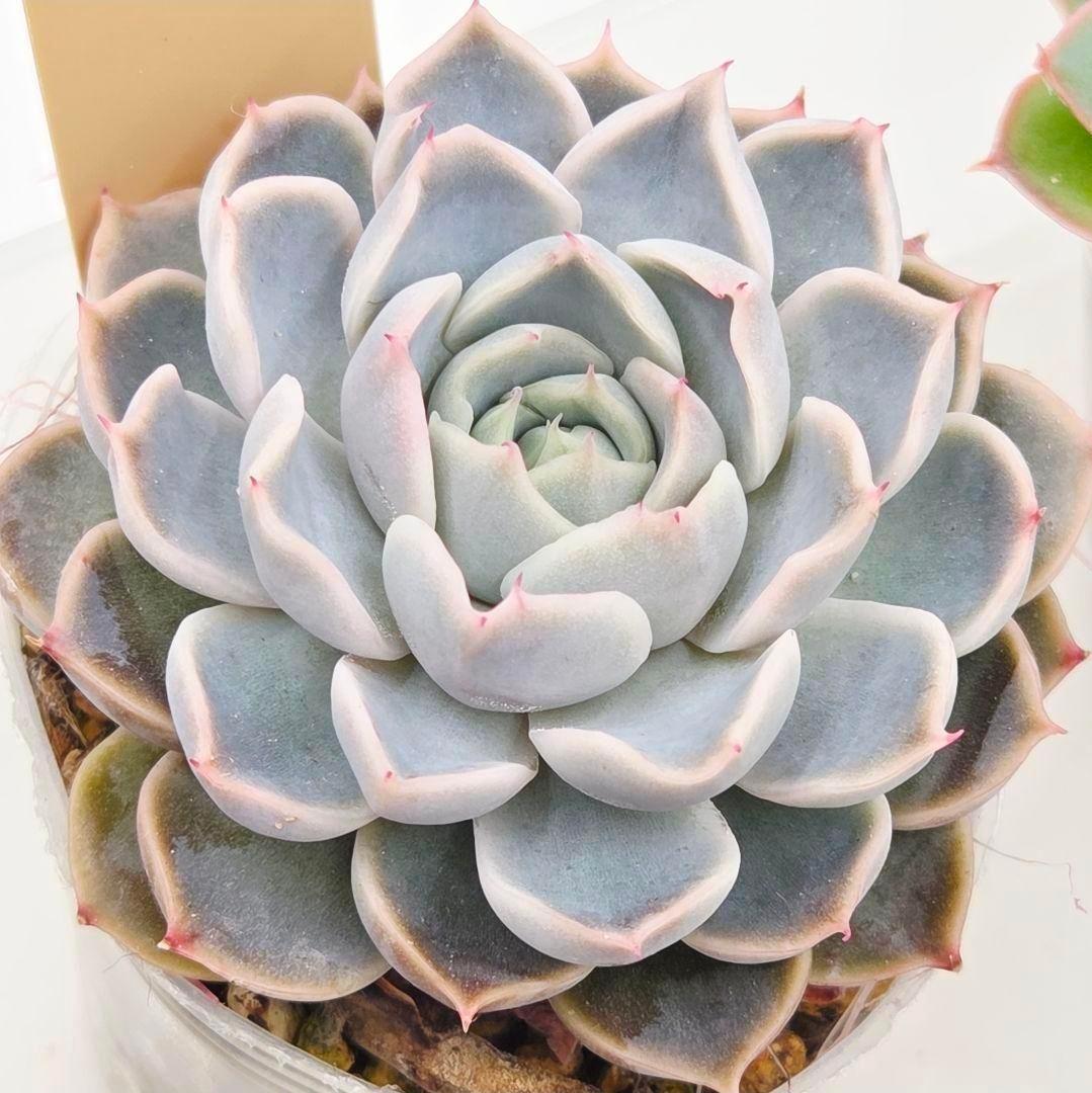 M*2様 ⑯大きめ ももホイップ❣️ミニマカロン交配❣️恋交配❣️発根済6苗メル