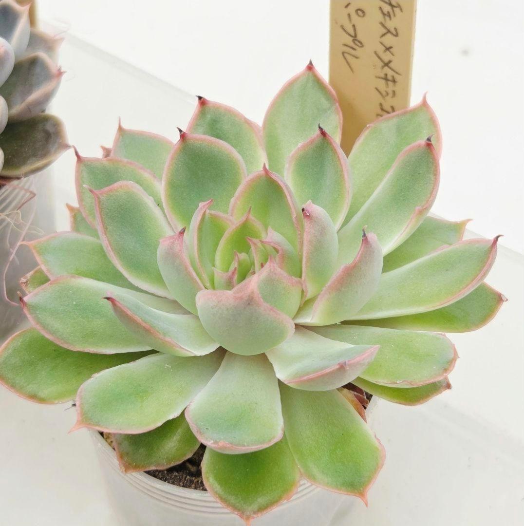 M*2様 ⑯大きめ ももホイップ❣️ミニマカロン交配❣️恋交配❣️発根済6苗メル