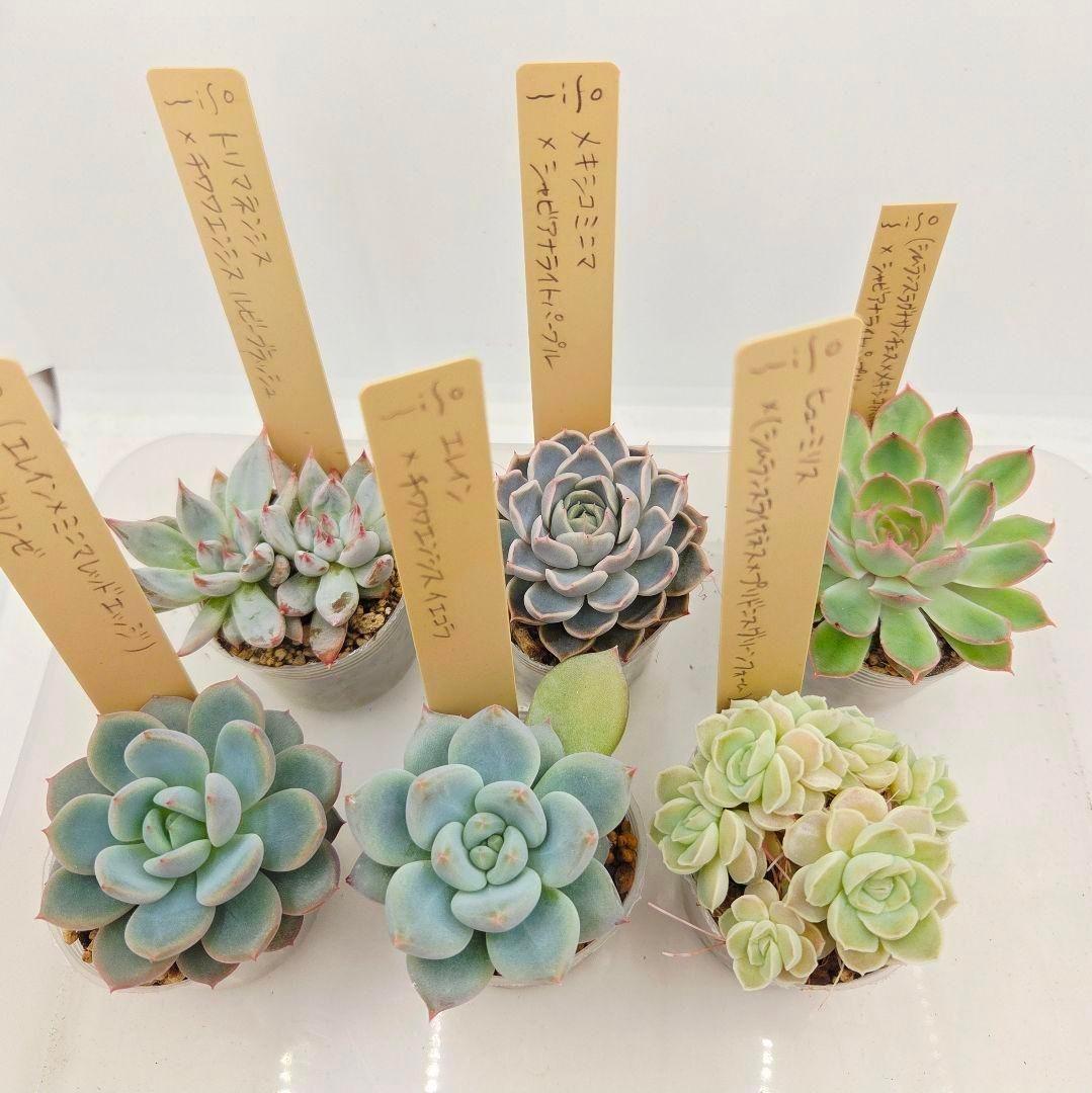 M*2様 ⑯大きめ ももホイップ❣️ミニマカロン交配❣️恋交配❣️発根済6苗メル