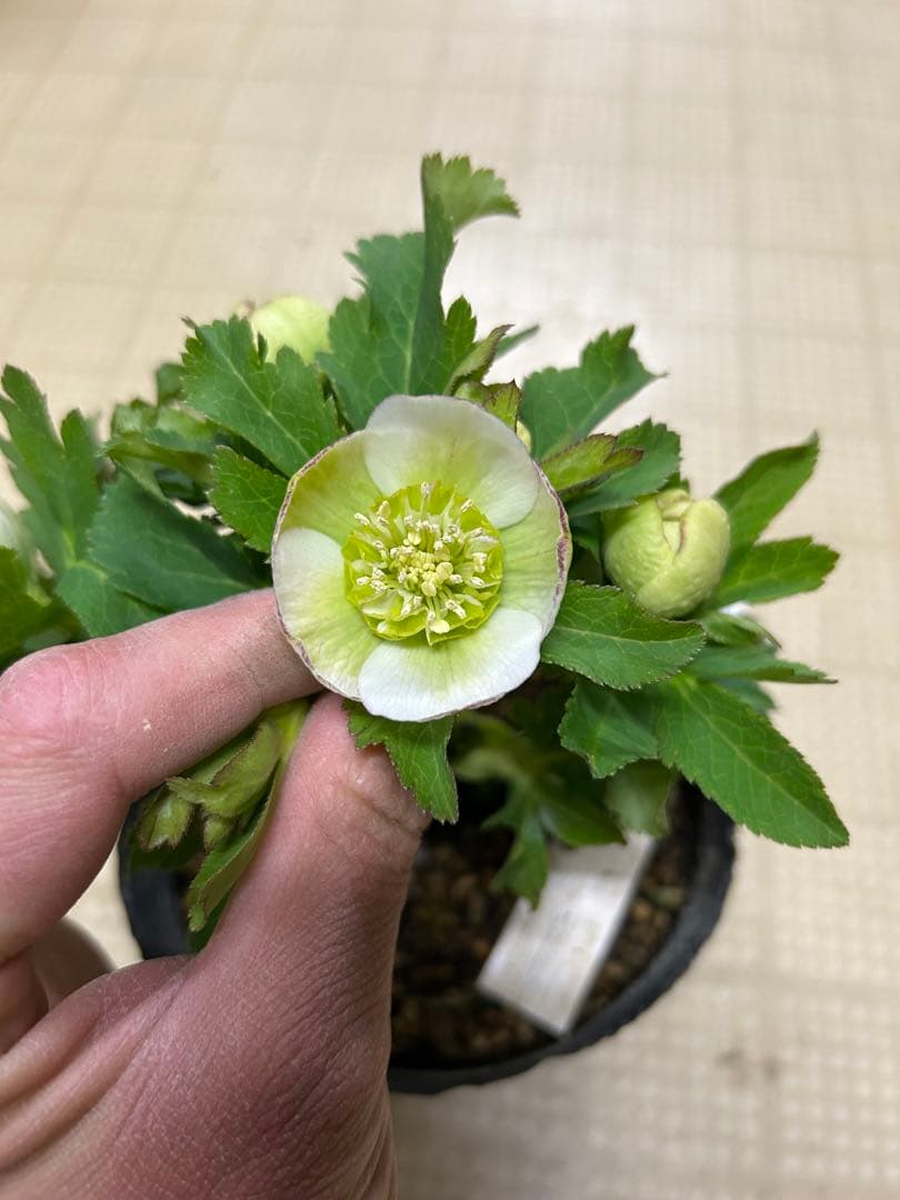 カップ咲き グリーンセミダブル 加藤農園 クリスマスローズ 同梱可能