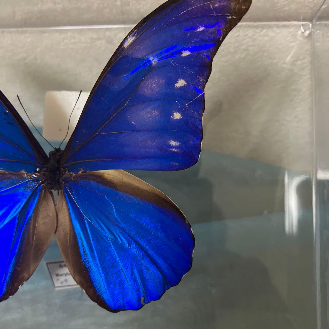 カキカモルフォ♂