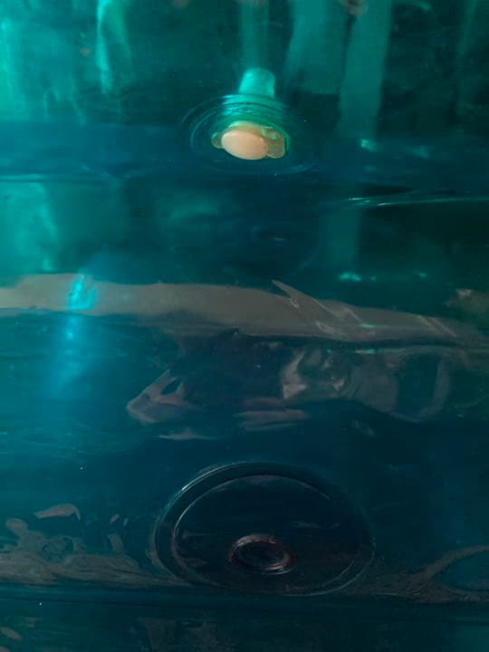 ミッドセンチュリー　PVCチェア-(‘68 QUASAR KHANH)