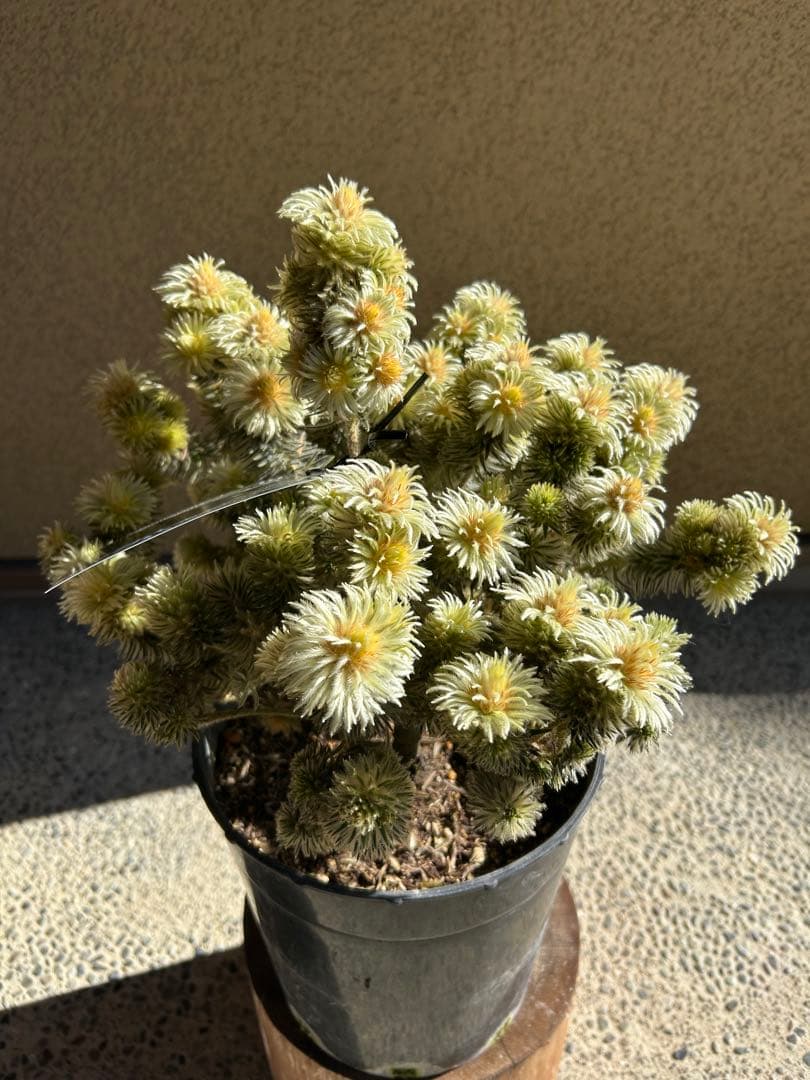 フィリカプベッセンスワフトフェザー7号特A①