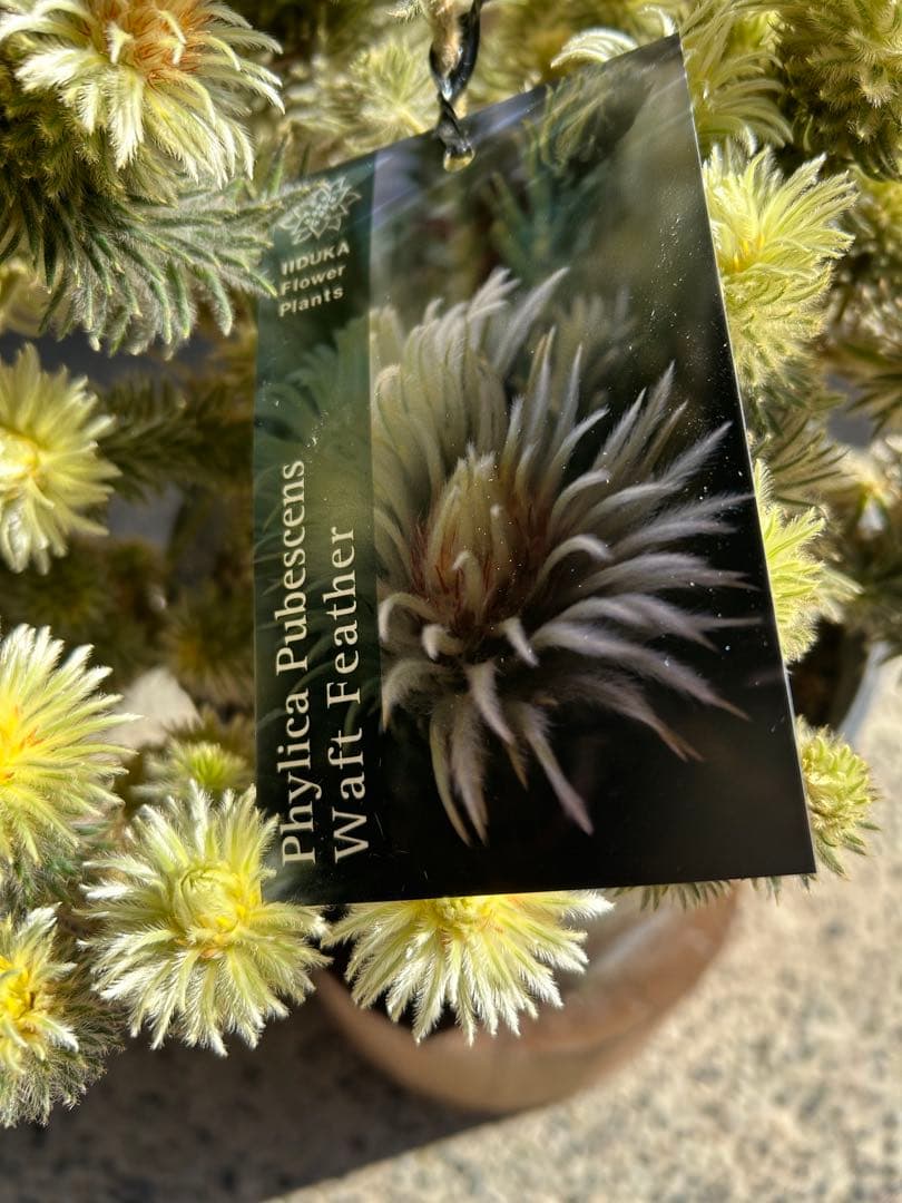 フィリカプベッセンスワフトフェザー7号特A①