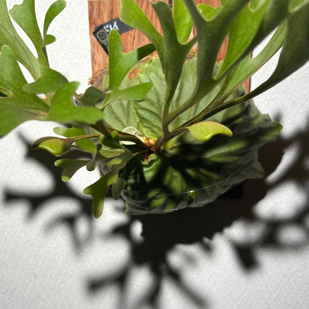 P. ridleyi；リドレイ ワイルド（Spore）