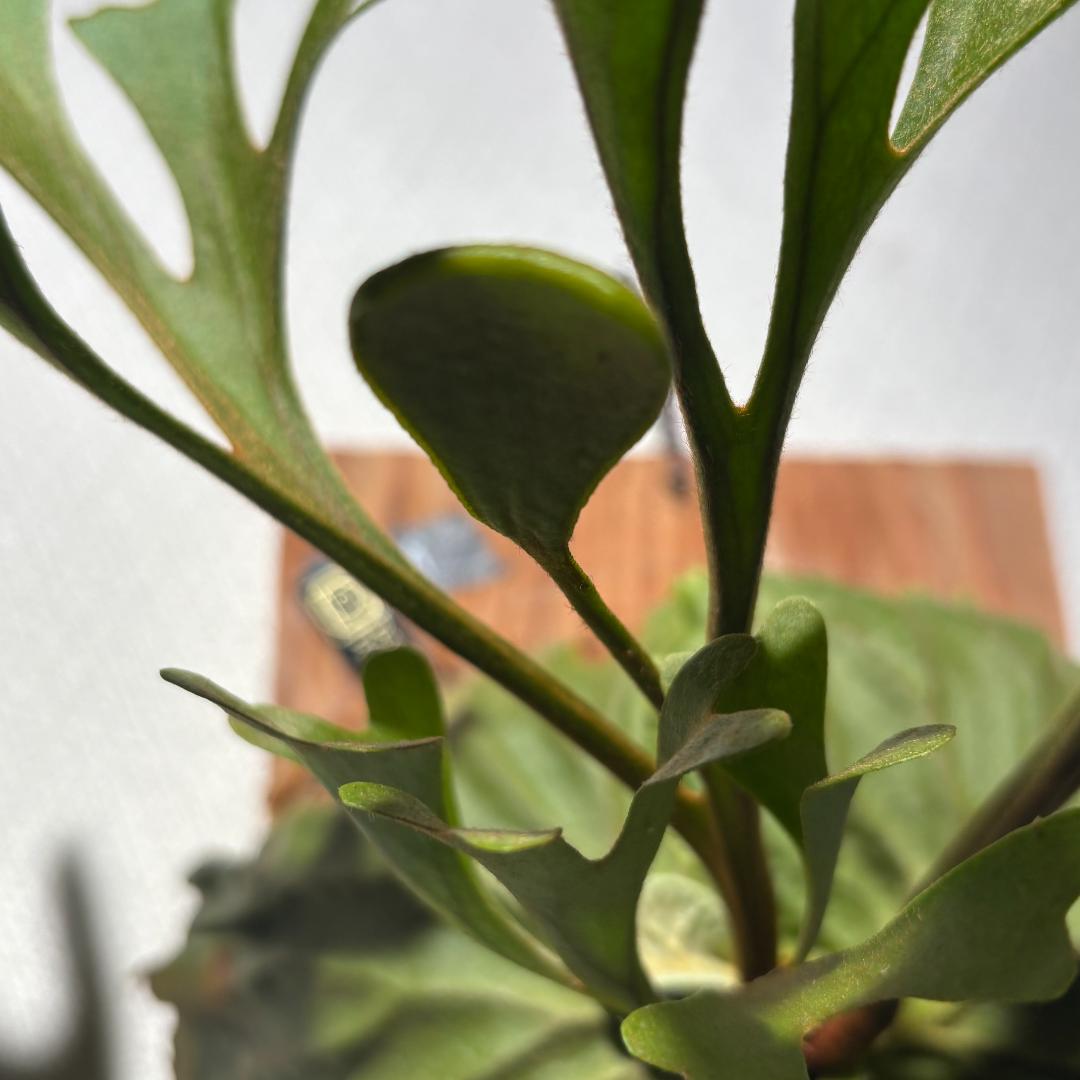 P. ridleyi；リドレイ ワイルド（Spore）