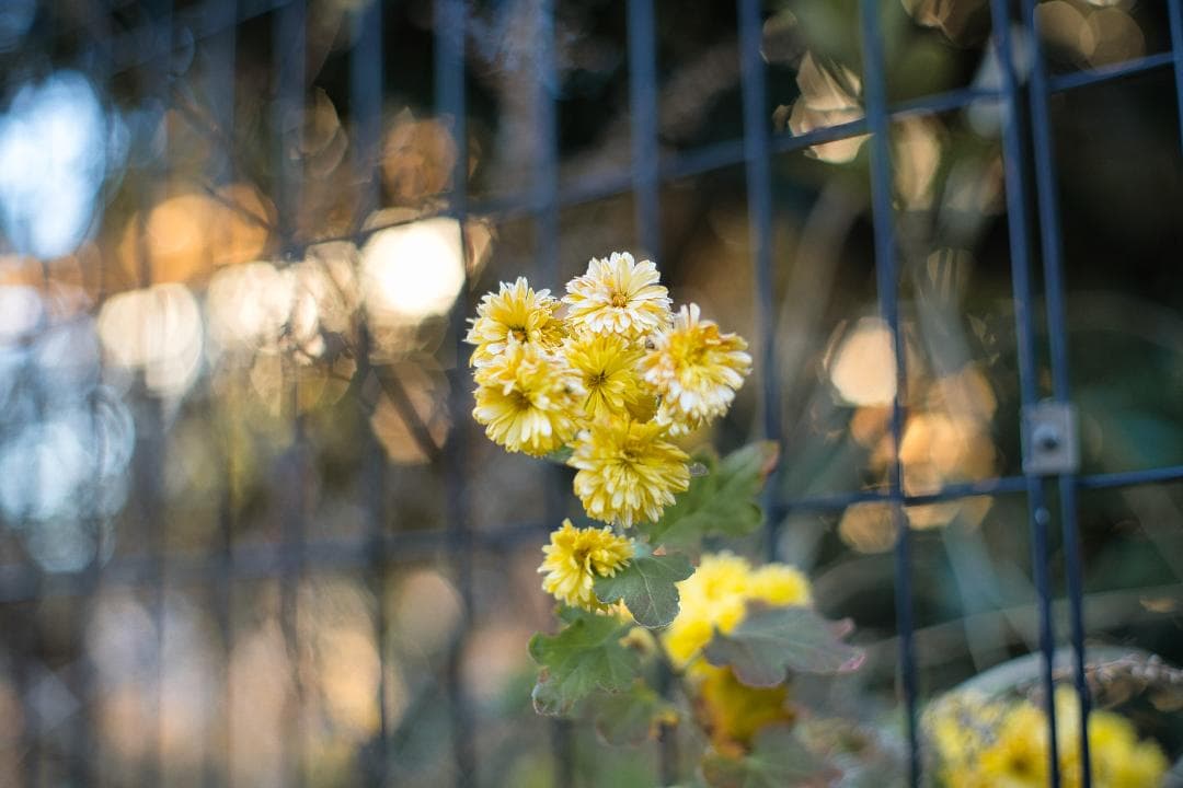 【希少】583万台 Planar 50mm F1.4 AEJ