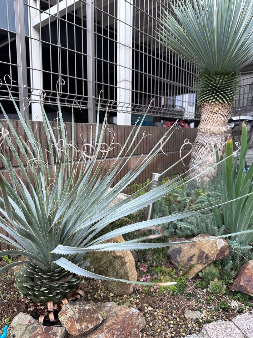 ダシリリオン　ウィーレリ