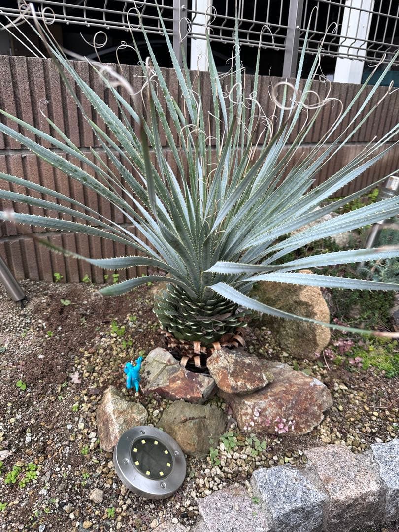 ダシリリオン　ウィーレリ