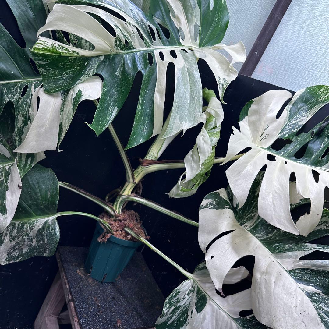 す*る様 斑入りモンステラ ホワイトタイガー極美大株74cm白斑多