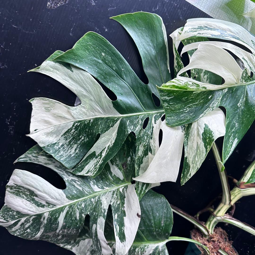 す*る様 斑入りモンステラ ホワイトタイガー極美大株74cm白斑多