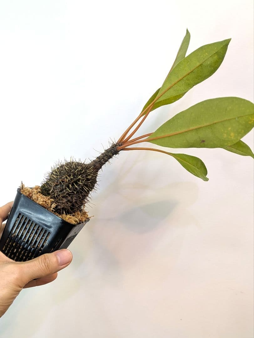 ミルメコディア プラティティレア オレンジ ペティオールズ アリ植物