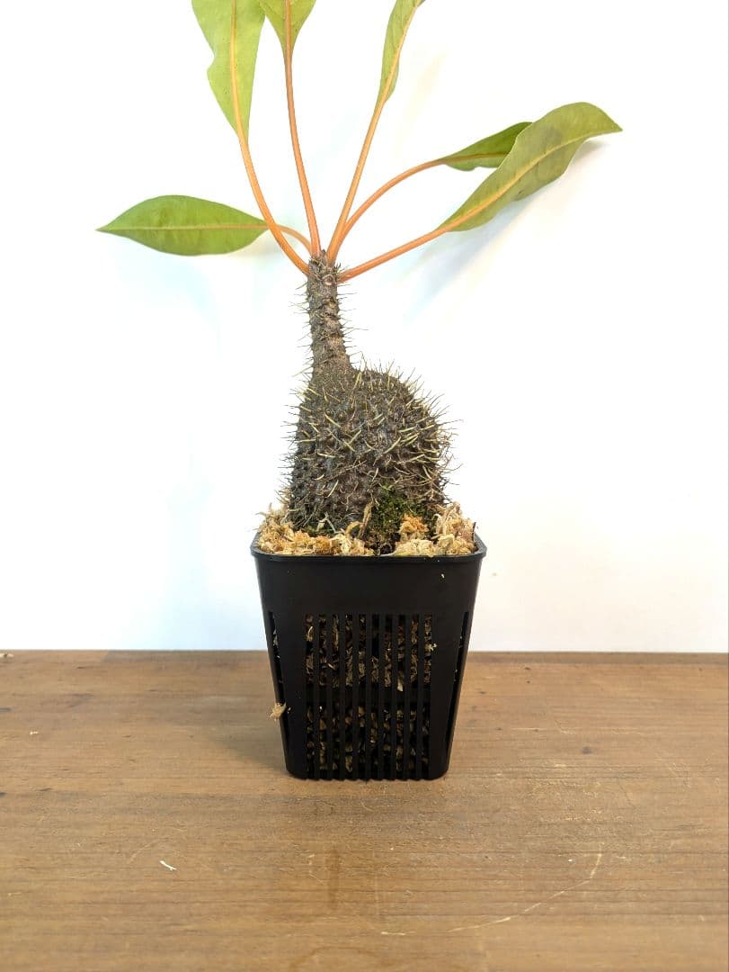 ミルメコディア プラティティレア オレンジ ペティオールズ アリ植物