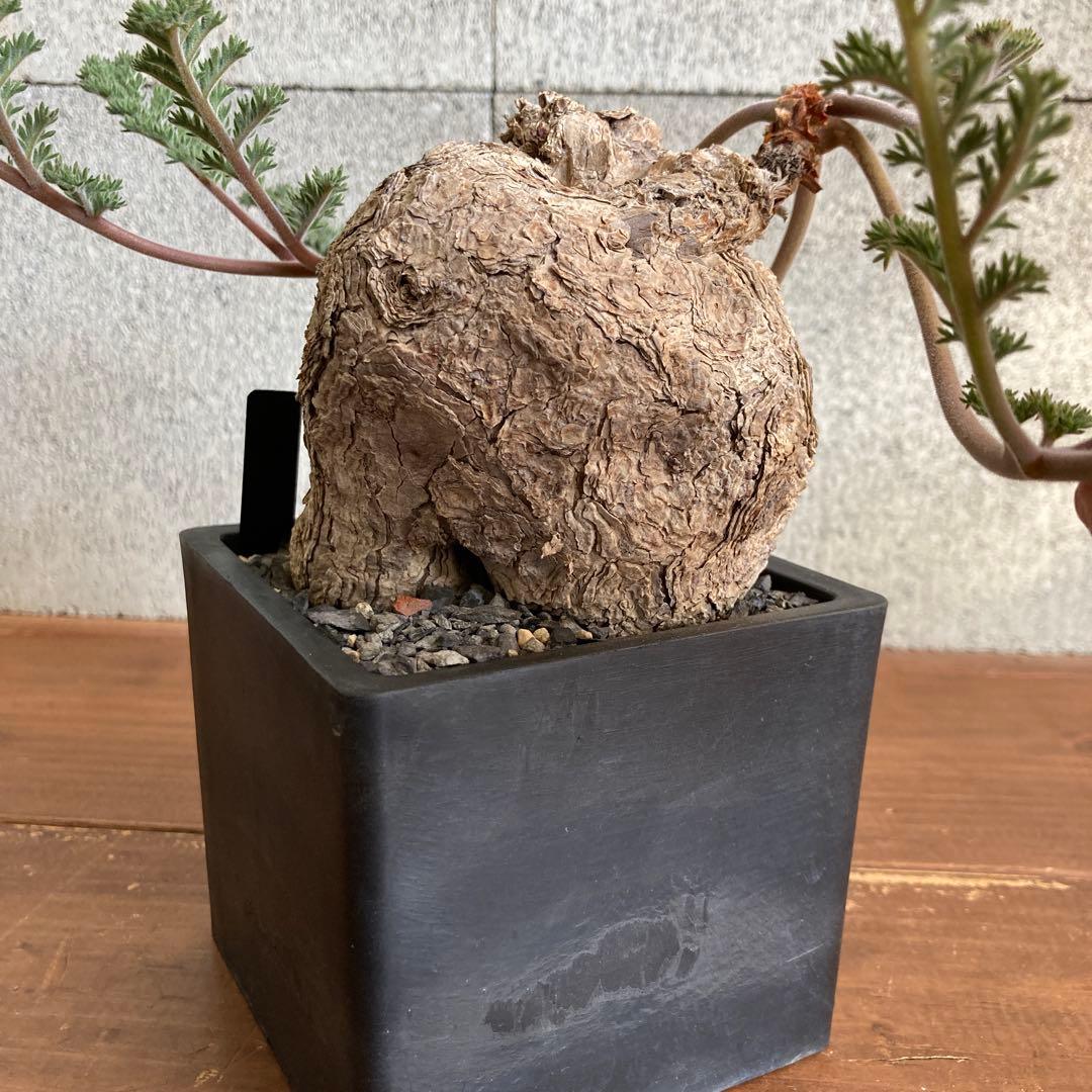 ペラルゴニウム トリステ 現地株 発根済み