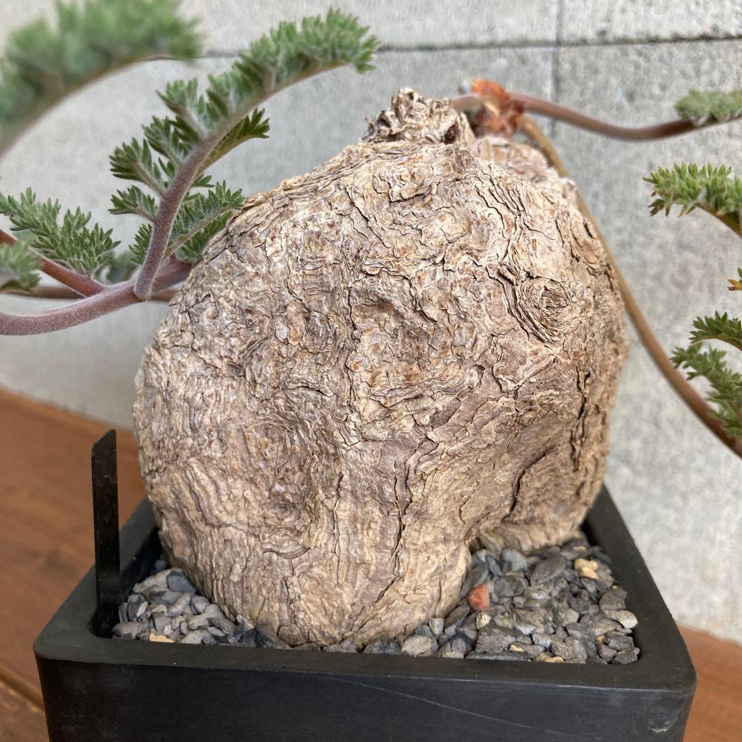 ペラルゴニウム トリステ 現地株 発根済み