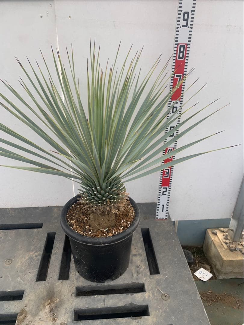 R*R様 ユッカ　ロストラータ　30