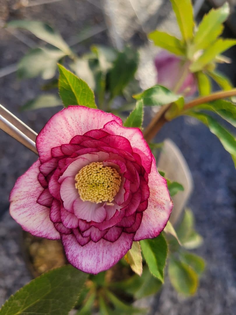 広瀬園芸　ピンクピコティぼかしDD　クリスマスローズ