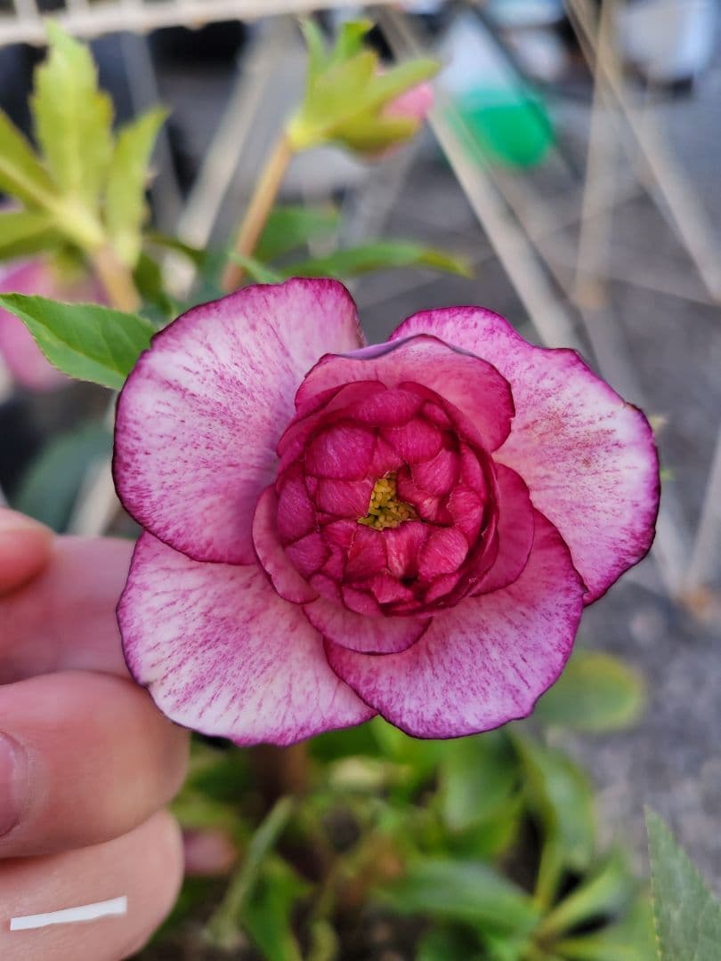 広瀬園芸　ピンクピコティぼかしDD　クリスマスローズ