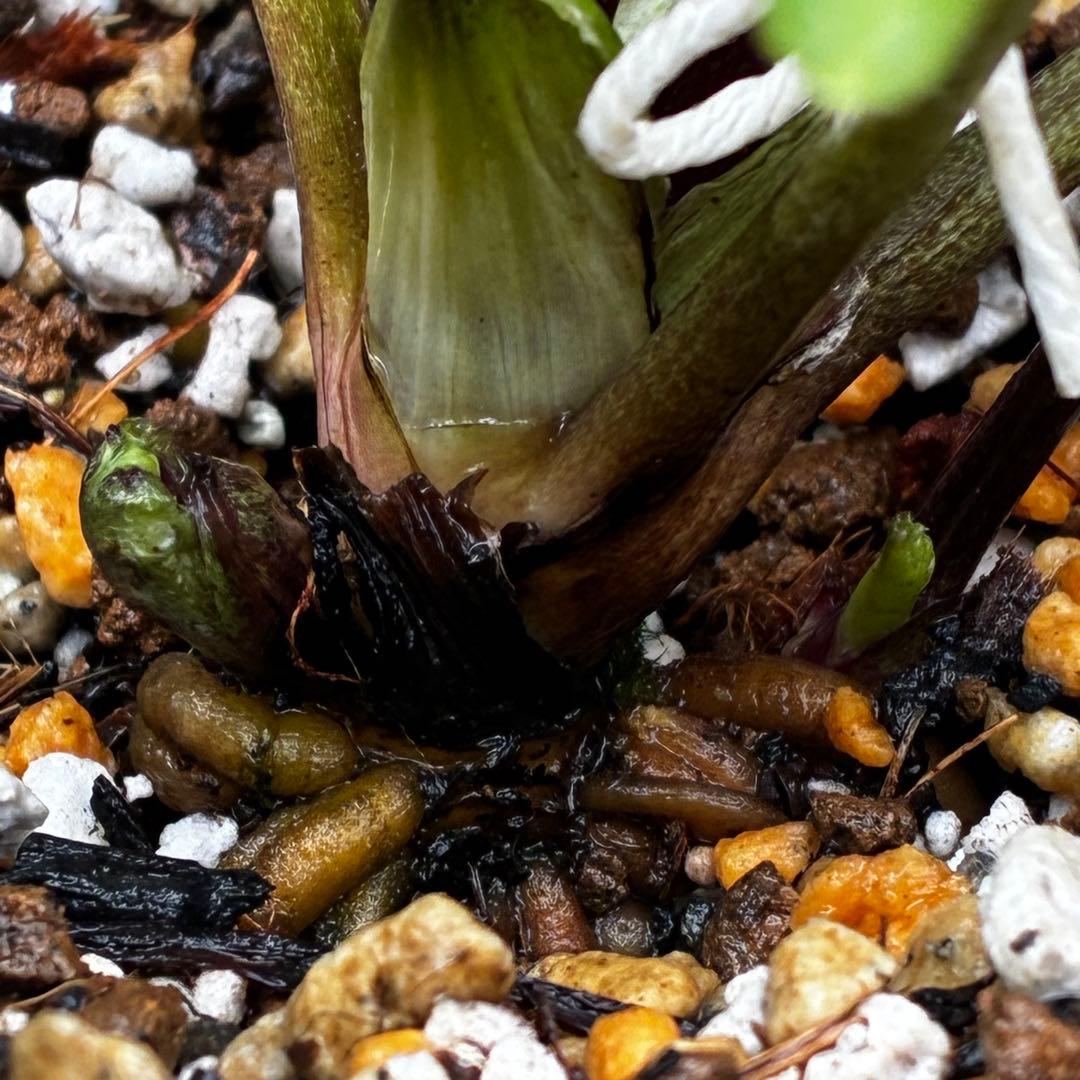 き*ん様 3465 ☘️極上☘️花、タグ付☘️抹茶パステ⭐️コロコロ手毬咲き⭐️