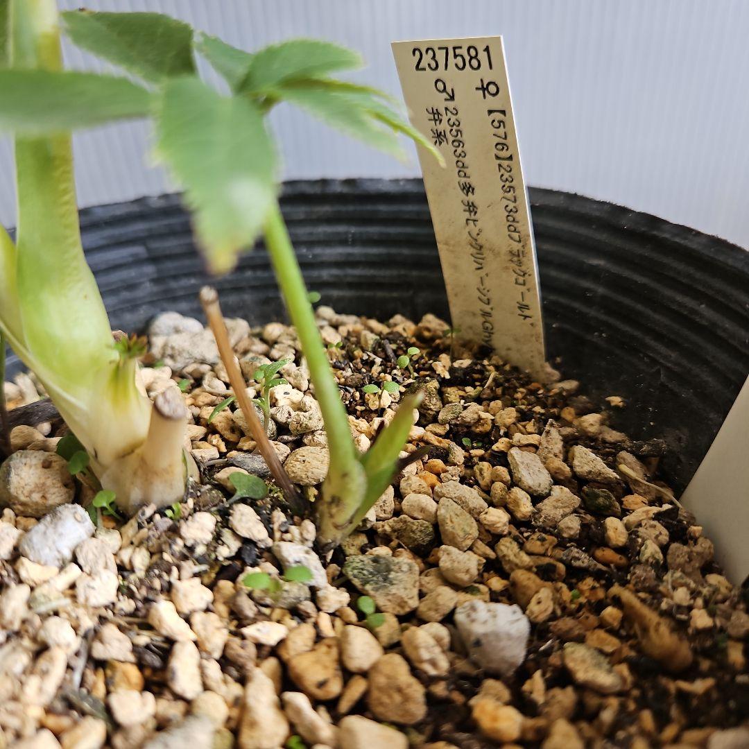 ごまたまご様ご購入苗㉖-278㉖-302クリスマスローズ