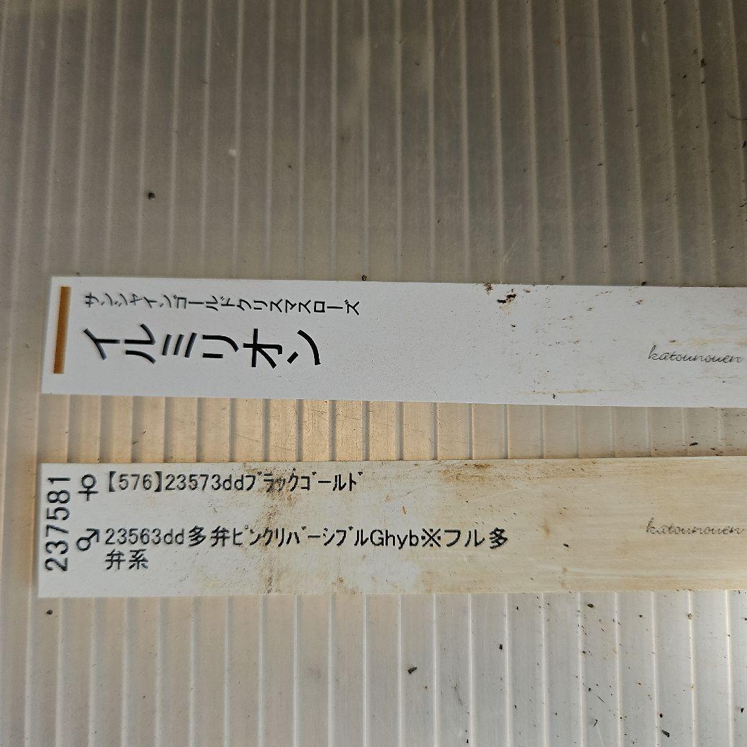 ごまたまご様ご購入苗㉖-278㉖-302クリスマスローズ